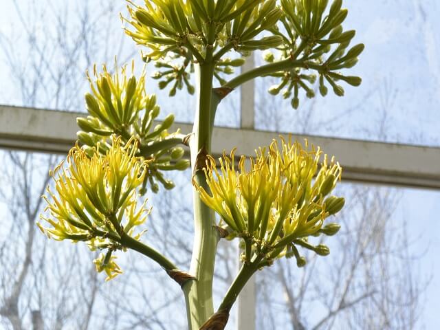 100年に一度珍しい花 アガベ が群馬フラワーパークで開花中