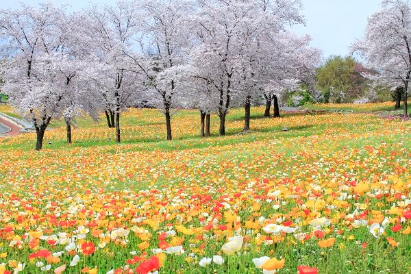 おおた芝桜まつり 八王子山公園 北部運動公園 こいのぼり 太田市