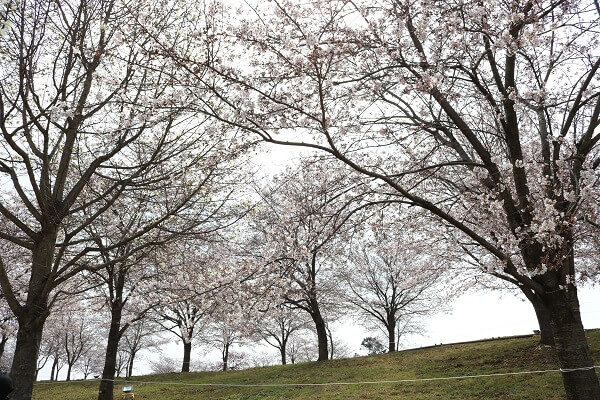 おおた芝桜まつり 八王子山公園 北部運動公園 こいのぼり 太田市