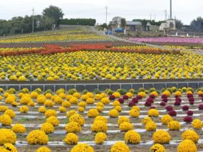 群馬県伊勢崎市磯町 あかぼり小菊の里まつり 開催 アクセス