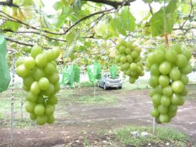 群馬県榛東村 榛東村ぶどう郷 ぶどう狩り シャインマスカット 時期