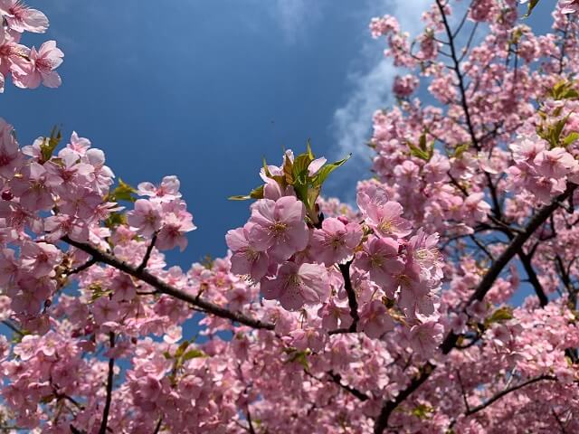 渋川市 伊香保温泉 お花見 おすすめ 桜スポット
