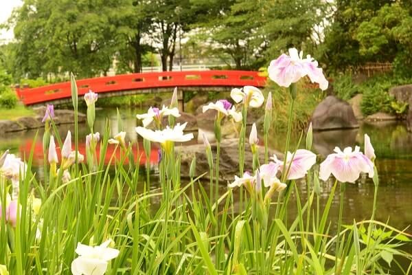 花菖蒲から赤い橋を望む　浜川運動公園　花しょうぶ　アジサイ