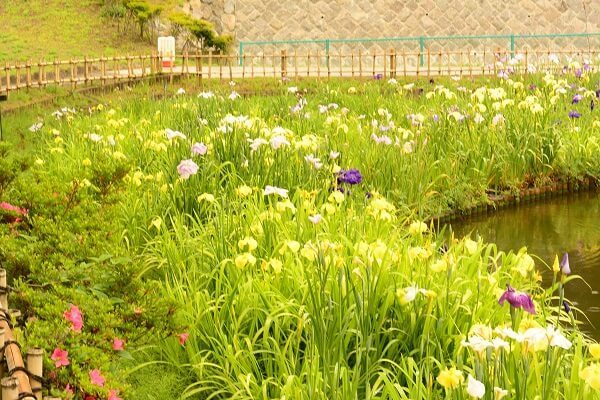 御布呂が池周辺に咲く花菖蒲　浜川運動公園　花しょうぶ　アジサイ