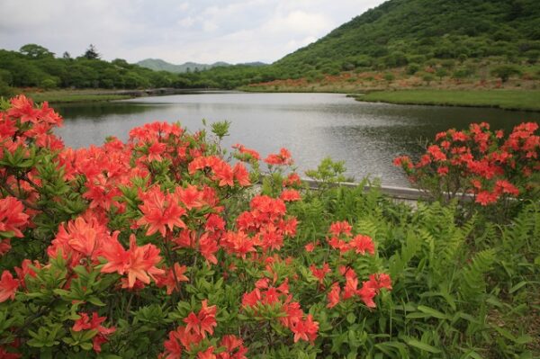 群馬県前橋市 赤城山 つつじ 開花情報 見頃 新緑つつじWEEK