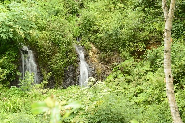 群馬県吾妻郡中之条町入山 チャツボミゴケ公園 見頃 時期 割引 ツアー 予約