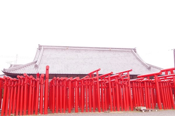 群馬県伊勢崎市小泉町 小泉稲荷神社大鳥居 小泉コスモスまつり