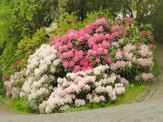 つつじまつり 見物客は約万人 つつじが丘公園 花の祭典