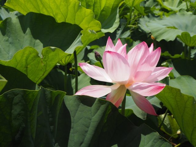 城沼花 ハスまつり