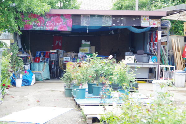 群馬県高崎市木部町 バラのガーデン花蔵