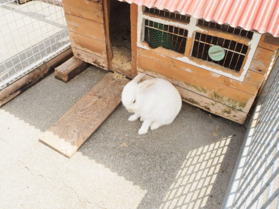 動物常設エリアのウサギ　浅間牧場茶屋