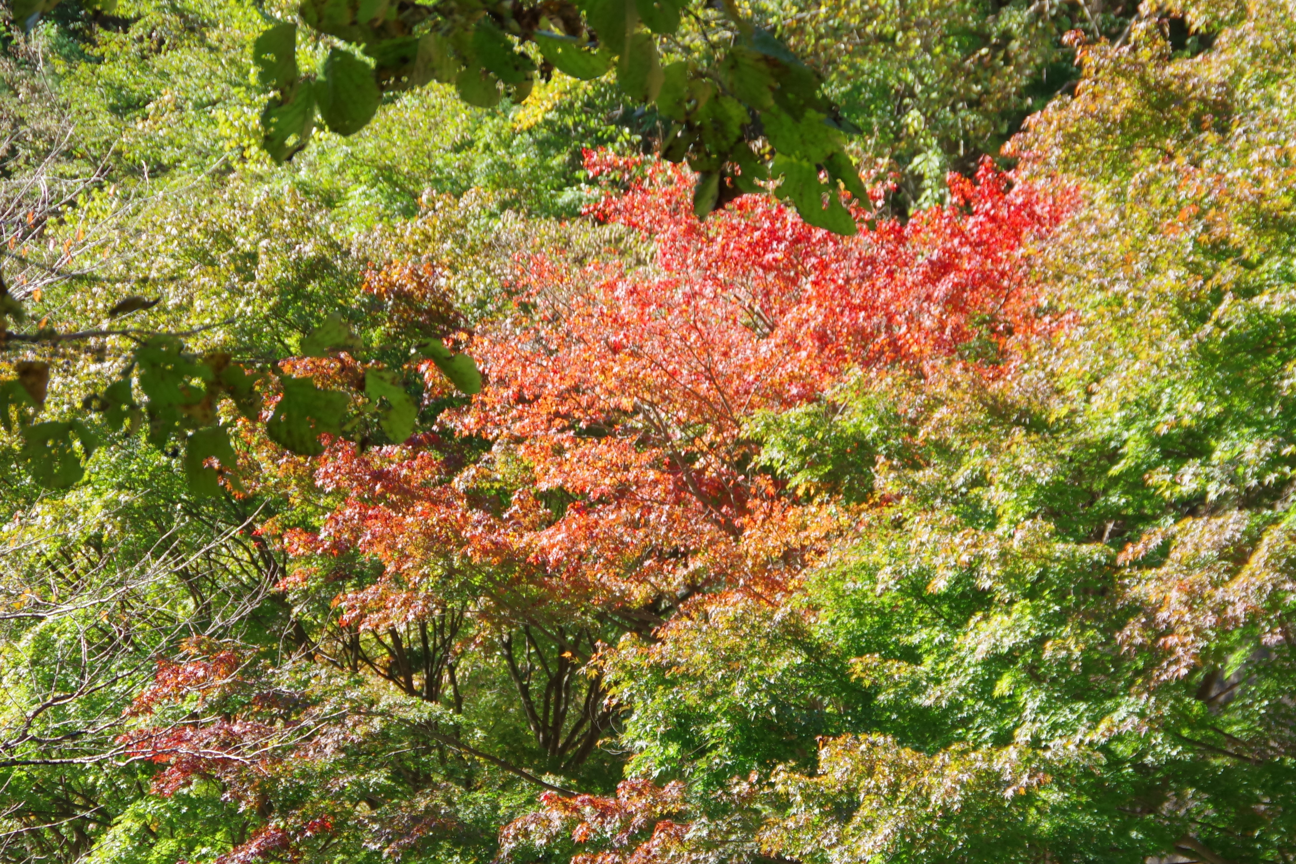 桜山まつり 紅葉と冬桜の美しすぎる共演で彩られる盛沢山のイベント