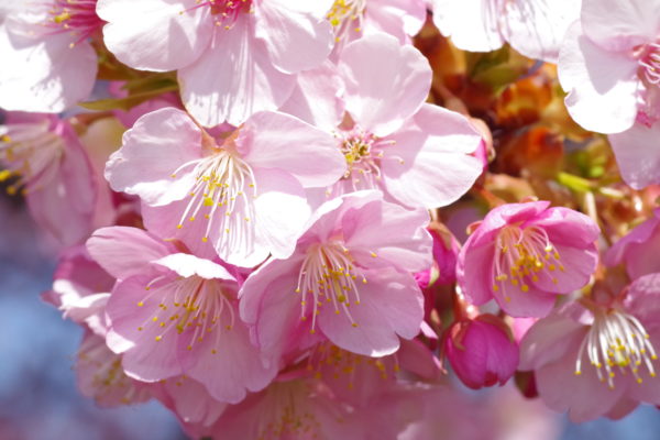 群馬 河津桜 名所 花見スポット