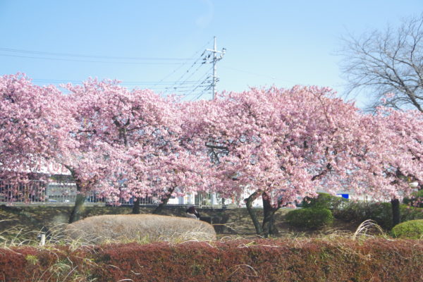 群馬 河津桜 名所 花見スポット