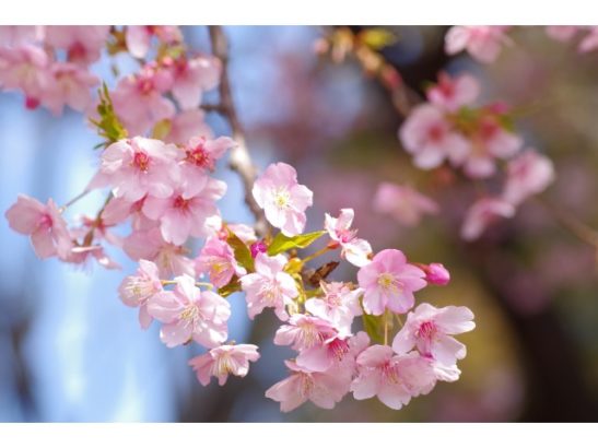 群馬 河津桜 名所 花見スポット