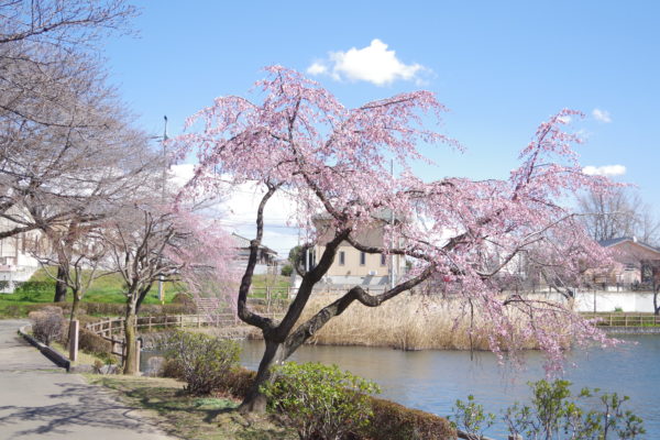 三ツ寺公園　桜の木