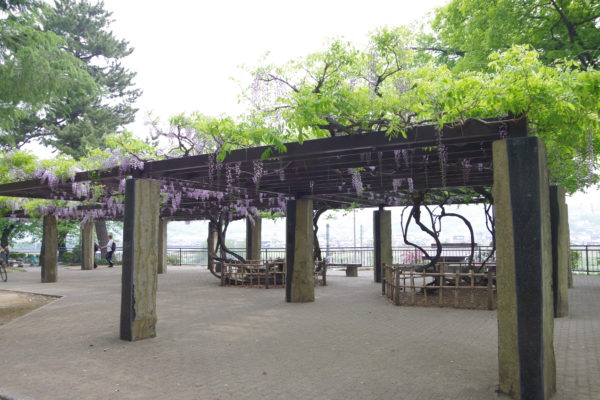 高崎公園　藤の花