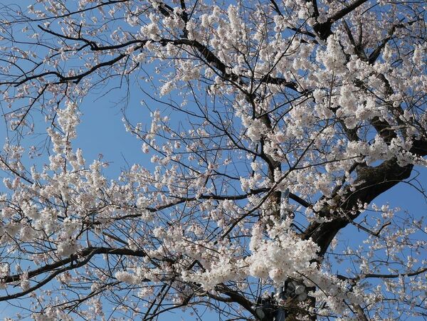 渋川市 伊香保温泉 お花見 おすすめ 桜スポット