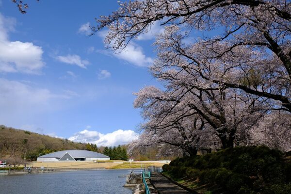 群馬県みどり市笠懸町 岩宿の里 古代遺跡 カタクリ 桜 
