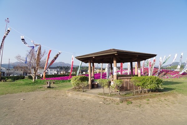 富岡市 黒川ふれあい公園 こいのぼり 芝桜