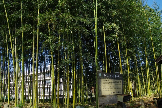 群馬県渋川市赤城町 敷島のキンメイチク 金明竹 天然記念物 竹林