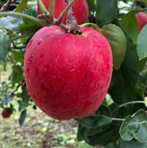 群馬県沼田市 りんご園 りんご狩り 時期 品種 おすすめ