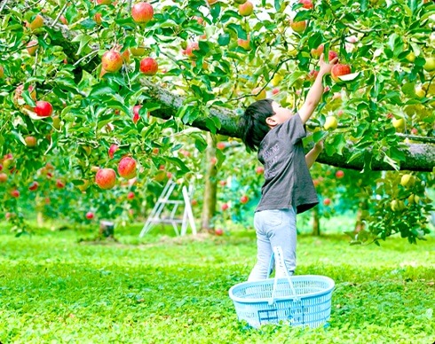 群馬県沼田市 りんご園 りんご狩り 時期 品種 おすすめ