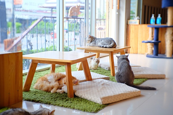 群馬県 猫カフェ おすすめ 人気 里親募集 保護猫