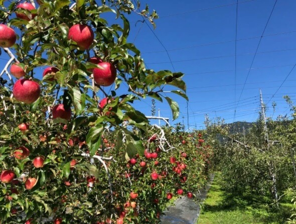 群馬県沼田市 りんご狩り りんご園 おすすめ ぐんま名月 直売所 時期 特徴 品種