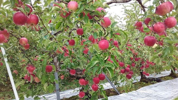 群馬県沼田市 りんご狩り りんご園 おすすめ ぐんま名月 直売所 時期 特徴 品種