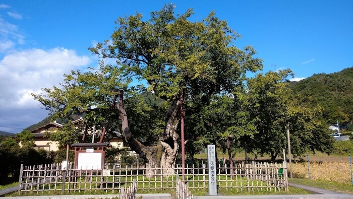 群馬県沼田市 観光 スポット 穴場 おすすめ 神社 公園 ダム 天然記念物 温泉