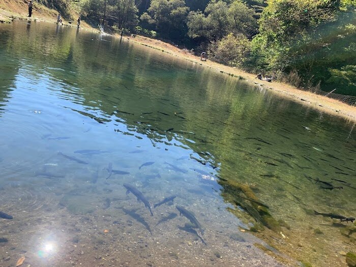 群馬県 釣り堀 手ぶら おすすめ