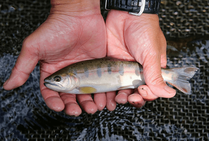 群馬県 釣り堀 安い おすすめ 手ぶら 釣り放題