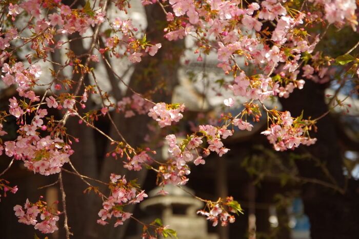 群馬 河津桜 名所 花見スポット