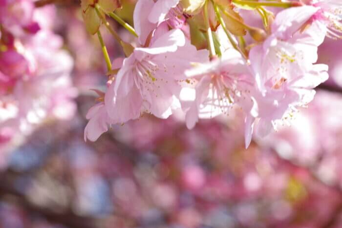 群馬 河津桜 名所 花見スポット