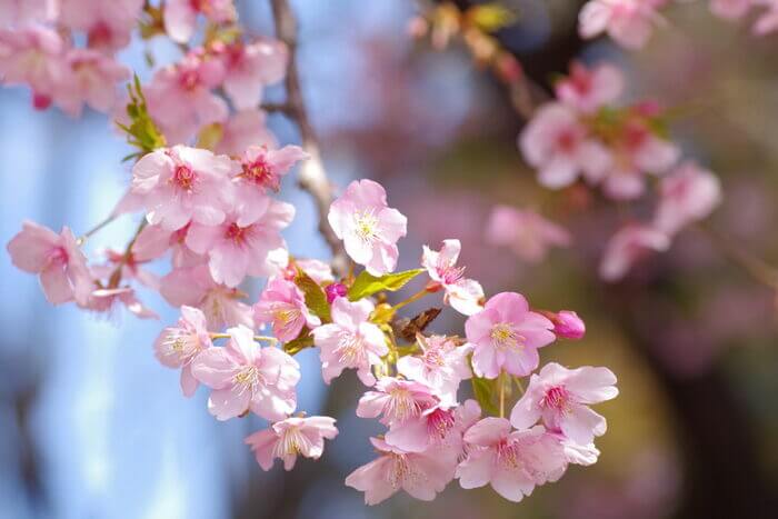 群馬 河津桜 名所 花見スポット