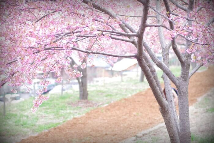 群馬 河津桜 名所 花見スポット