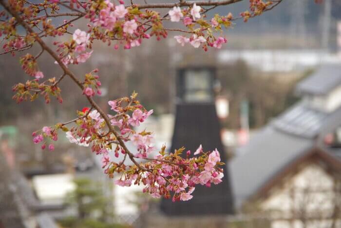 群馬 河津桜 名所 花見スポット