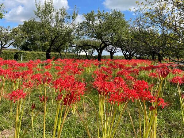 群馬県 彼岸花 ヒガンバナ 群生スポット