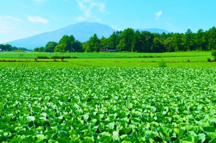 群馬県 避暑地 おすすめ 長野県 軽井沢 関東 穴場 温泉