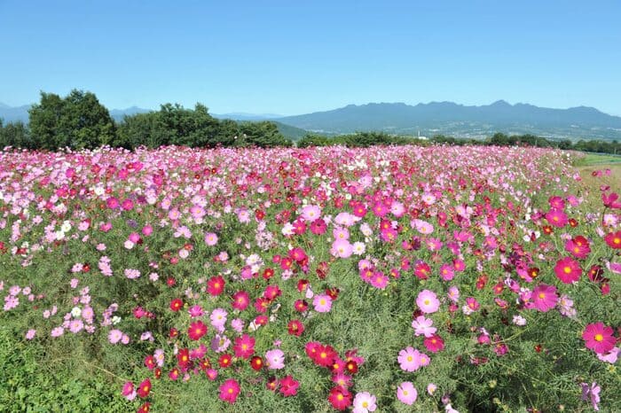 鼻高展望花の丘 第24回鼻高展望花の丘コスモス祭り 群馬県高崎市鼻高町 アクセス 行き方 駐車場 トイレ