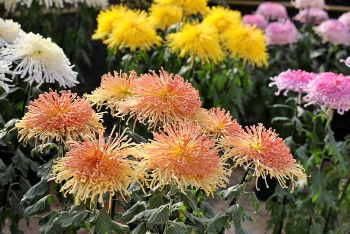 伊勢崎菊花大会 華蔵寺公園 群馬県伊勢崎市華蔵寺町1 アクセス 行き方 駐車場 トイレ