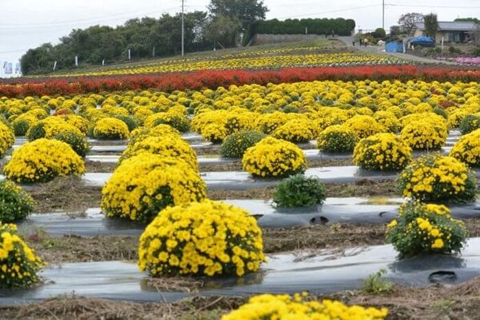 伊勢崎菊花大会 華蔵寺公園 群馬県伊勢崎市華蔵寺町1 アクセス 行き方 駐車場 トイレ