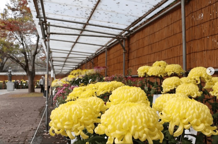 伊勢崎菊花大会 華蔵寺公園 群馬県伊勢崎市華蔵寺町1 アクセス 行き方 駐車場 トイレ